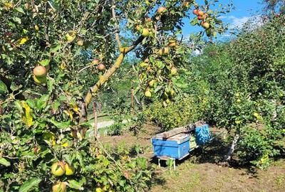 Casă cu 4 camere în Corbi - 1