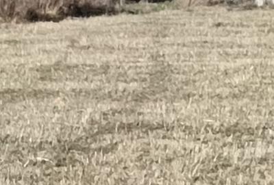 Teren agricol extravilan de 4000 mp, în Dragomirna - 4