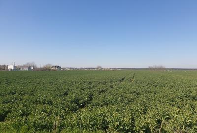 Moara Vlasiei | Teren 13000 mp | Nod A3 | Proprietar | Utilitati | PUZ - 5