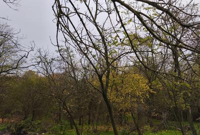 Casa caramida Teslui Dolj - 2