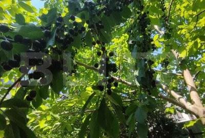 Casa individuala Catamarasti Deal, 7 camere, livada pe rod, 992mp! - 10