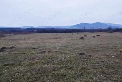 Teren de 9600 mp, în Livezile - 2