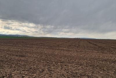 Teren 10,000mp Bacau / Strada Alexandru Safran - 11