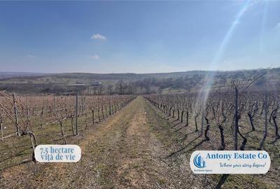 Oportunitate de investitie, Ferma Padurea Galbena - Cehal, Marghita - 11