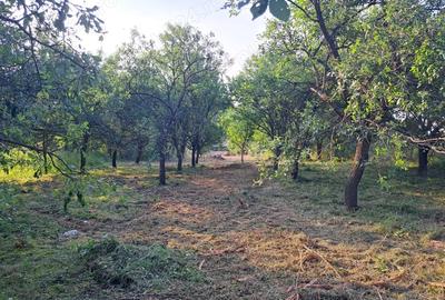 Casa cu anexe gospodaresti si teren aferent, 36 ari. - 3