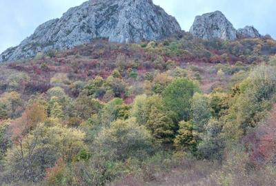 Teren extravilan 16121 mp apa si curent, ideal pentru cabane - 1