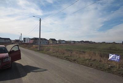 Domnesti-Crengutei-Narciselor - 3