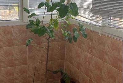 Apartament cu 3 camere decomandat, mobilat în Rahova - 3