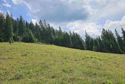 Teren de vanzare in Bucovina Comuna Breaza Zona Paraul Negrei - 2