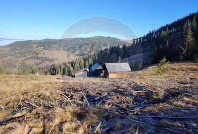 Teren 31,461mp Panaci / Prelungirea Ialovita - 3