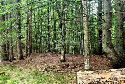 Teren de 69450 mp, în Arefu - 6