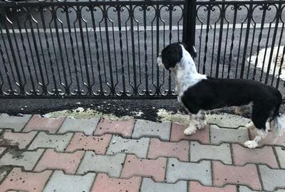 Casă cu 5 camere în Central - 4