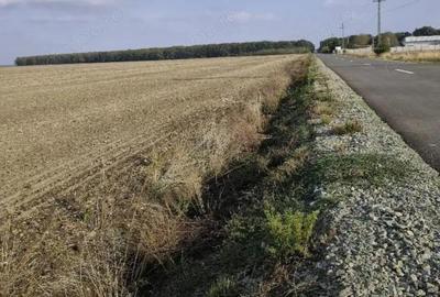 Teren extravilan Varvoru de Jos, jud Dolj - 7