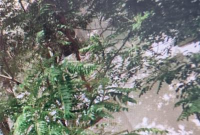 MALL VITAN-CALEA VITAN-GARSONIERA - 2