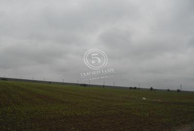 Teren agricol intravilan de 4472 mp, în Cornetu - 7