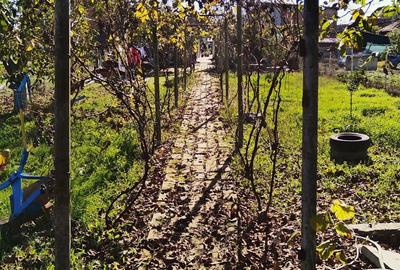 Casă în Ghirodei - 7