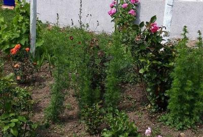 Casă cu 2 camere în Târsa - 7