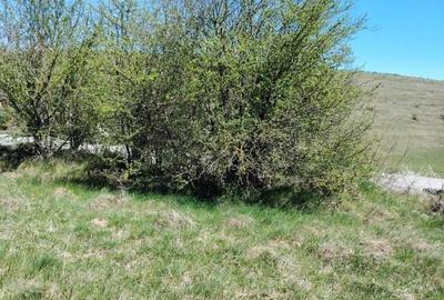 Teren de 8200 mp, în Ciurila
