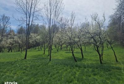 Teren de 12000 mp, în Ghioșești - 14