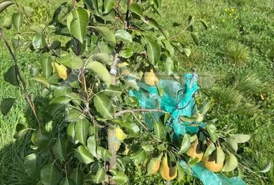 Casa de Vanzare GORNESTI- Renovata 2025 semifinisata. - 6