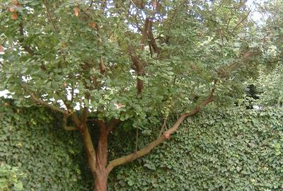 Vand casa 4 camere in Otopeni-Ferme sau cu apartament in Bucuresti plus diferenta - 6