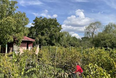 Malu, sat Butoiu Ialomita - 10