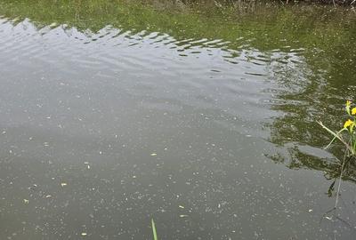 Teren în Snagov - 2