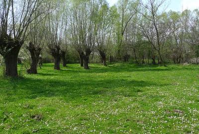 Teren de 3200 mp, în Provița de Sus - 4