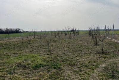 Casă cu 6 camere cu Teren 2000 Mp în Uliești - 3