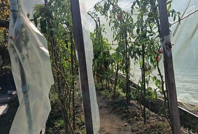 Casă cu 5 camere cu Teren 700 Mp în Goranu - 3