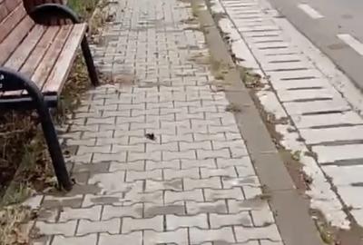 Casă în Iazu Nou - 4