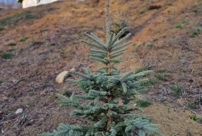 Casă cu 2 camere în Mânzălești - 4