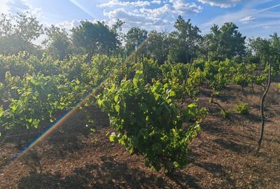 Casa singur curte - 10