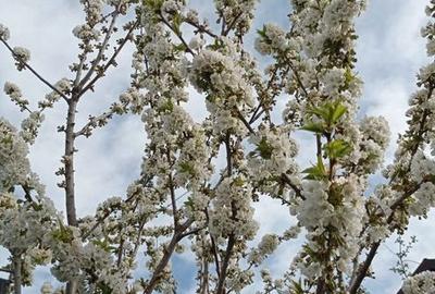Teren de 4000 mp, în Poarta Albă