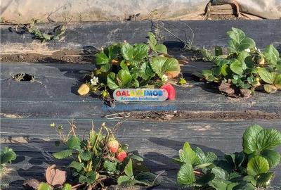 Adunatii Copaceni vila P+1 ,5 camere,suprafata 165 mp, teren 1300 mp - 15