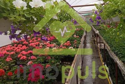 ? Teren intravilan in Jupani (Timis), 10,19 Euro/mp.? - 11