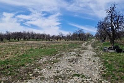 Teren intravilan de 4500 mp, în Adunați - 1