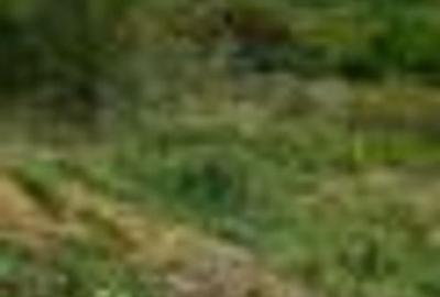 Teren Construcții intravilan de 1826 mp, în Paleu - 1