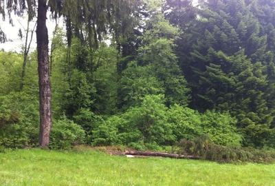 Teren intravilan Cotul Donului,pretabil Hotel/pensiune. - 8