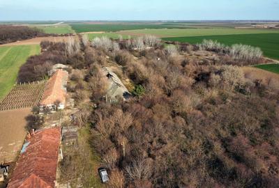 Teren Construcții intravilan de 70291 mp, în Micșunești-Moară - 10