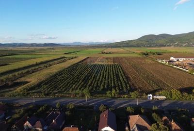 Teren INTRAVILAN 10,778mp Seini E 58 ideal/ activitati economice - 4
