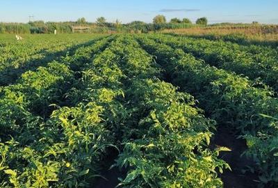 Teren de 47000 mp, în Bordei Verde - 1