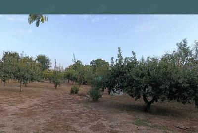 Casă cu 3 camere în Segarcea-Deal - 5