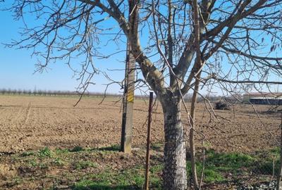 Teren intravilan de vanzare – Padurea Noroieni - 1