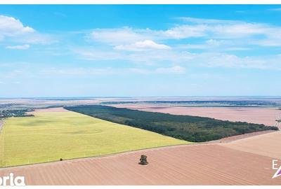 Teren de 1621 mp, în Vasilați - 6