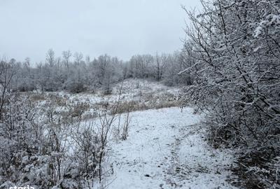 Teren de 3824 mp, în Provița de Jos