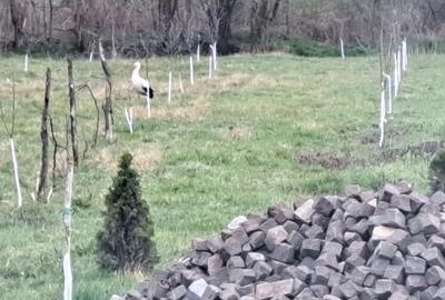 Casă cu 3 camere cu Teren 2730 Mp în Miersig - 2