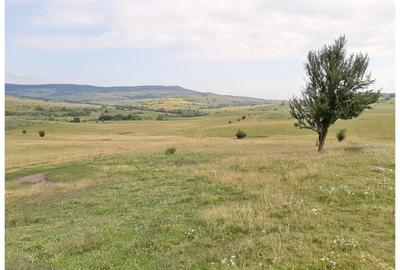 Teren Sercaia  250 ha - 7