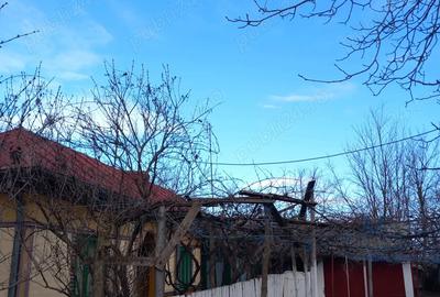 Casa batraneasca si teren de vanzare: Silistraru, Braila - 2