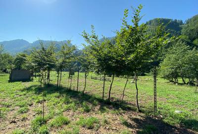 Teren de vânzare – 1036 mp, Căprăreț, Comuna Câineni, jud. Vâlcea Preț negociabi - 6